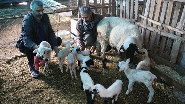 Denizli'de koyun tek batında 9 yavru doğurdu
