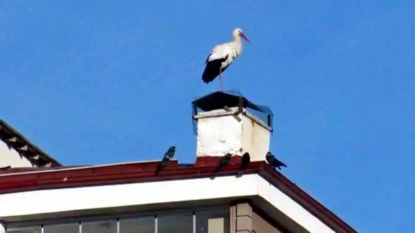 Ardahan'da 'baharın müjdecisi' leylekler erken geldi