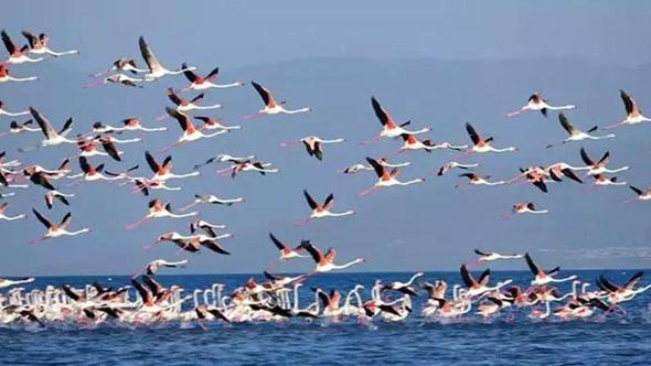 Flamingoların konaklandığı Van Gölü'nde geri çekilme ile birlikte adacıklar oluştu