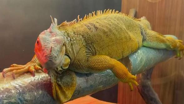 Kaçak yollarla getirilen egzotik hayvanlar muhafazaya alındı