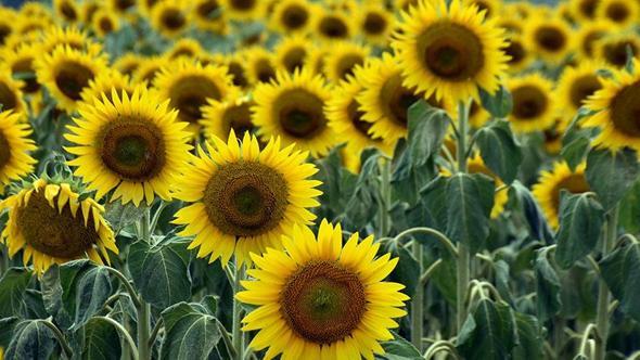 Kurak geçen 2 yılın ardından Edirneli üreticinin yüzü, son yağışlarla güldü