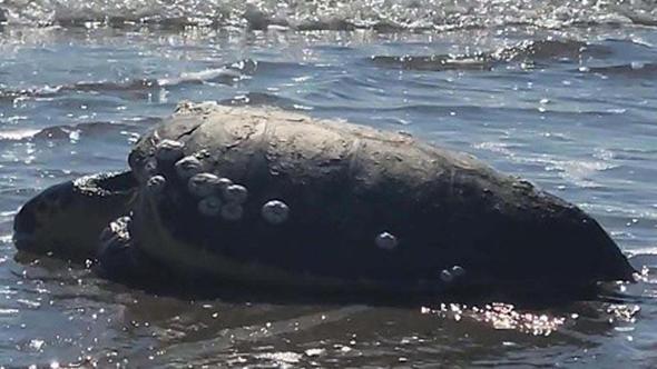 Çanakkale’de karaya vuran caretta caretta kurtarıldı