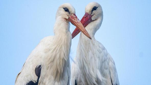 Yaren leyleğin eşi Nazlı geldi