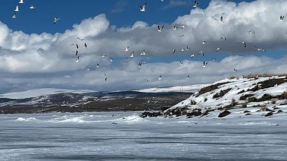 Çıldır Gölü’ne martılar erken geldi, buzla karşılaştı