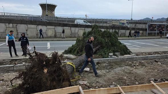 Rize’de fırtına; yol kenarındaki ağaçlar devrildi