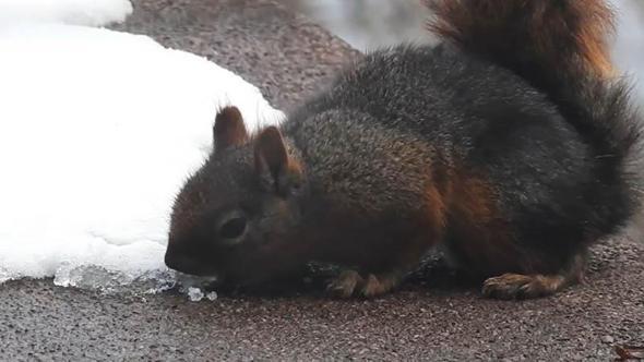 Uludağ'da kar ile susuzluğunu gideren sincap kamerada