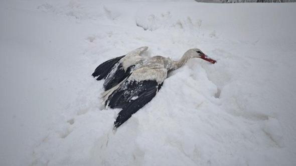 Yuvasından düşüp, kanatları donan leyleği kurtardı