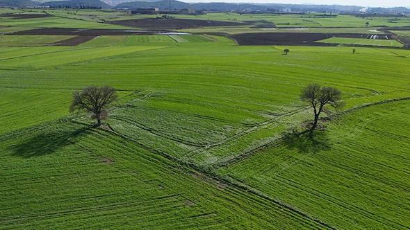 Edirne'de yağışların ardından doğru tarım uygulamalarıyla yüksek rekolte bekleniyor