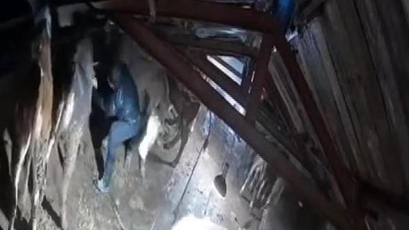 Karın çatısını çökerttiği ahırdaki hayvanları birer birer kurtardılar