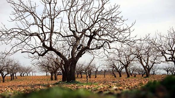 Metrekareye 413 kilogram yağış düşen Gaziantep’te ‘yeşil altın’ için yüksek rekolte beklentisi