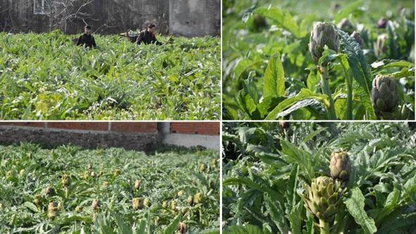 İzmir Menemen’de enginar hasadı başladı