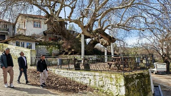 Manisa'da 2 bin yıllık anıt çınar, hayran bırakıyor