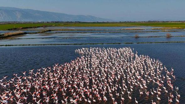 Söke'de su altında kalan tarım arazilerinde beslenen flamingolar havadan görüntülendi