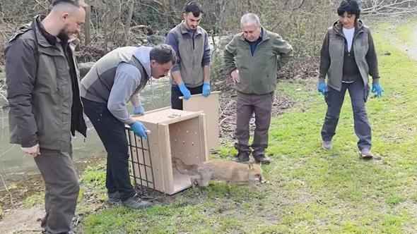 10 yaban ördeği ve tilki, tedavileri sonrası doğaya bırakıldı