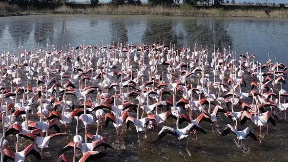 Büyük Menderes’teki taşkın nedeniyle tarlalar su altında kaldı; flamingolar bölgeye akın etti
