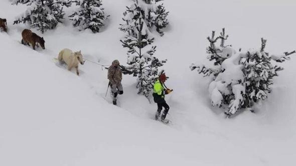 Karda mahsur kalan hayvanları köyün gençleri kurtardı