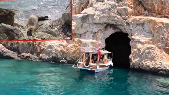 Nesli tehlikedeki Akdeniz foku yuvalarına ‘tur’ şikayeti