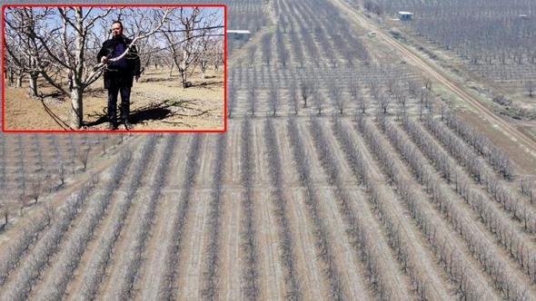 Geçen yıl zirai don nedeniyle verim alınamayan elmada 120 bin ton rekolte beklentisi