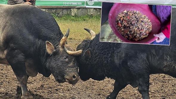 Menüsünde fındık ve pekmez olan boğalar kampta