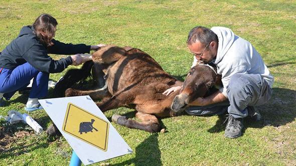 Ayağı kırılan katır, ötenazi düşünülürken ampütasyon ile yaşama tutundu