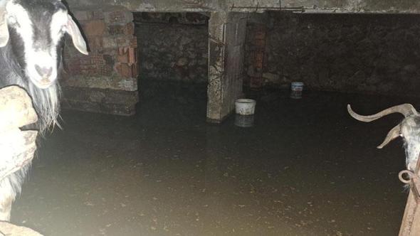 Bingöl’de sağanak su baskınlarına neden oldu; ahırda mahsur kalan keçiler kurtarıldı