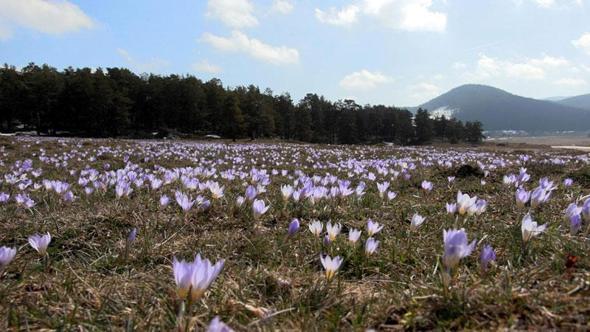 Yaylalar, baharın habercisi çiğdem çiçekleri ile renklendi