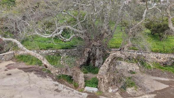 Bodrum'da 2 bin yıllık olduğu tahmin edilen çınar ağacı bulundu