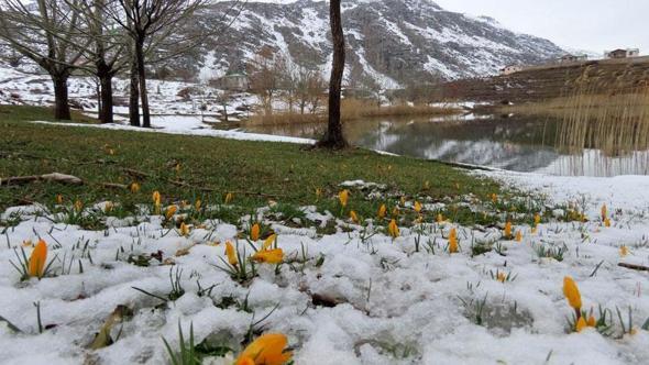 Yaylalarda karlar erimeye başladı, bahar çiçekleri açtı