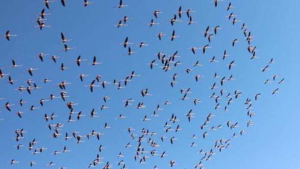 Flamingolar Tuz Gölü'ne gelmeye başladı