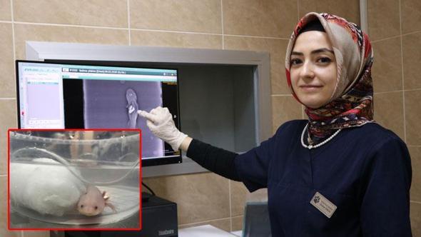 Akvaryumda taş yutan aksolotl balığı ameliyat edildi