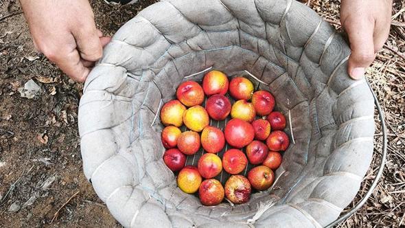 Mersin’de erkenci nektarin hasadı sürüyor; kilosu 500 TL’den alıcı buluyor
