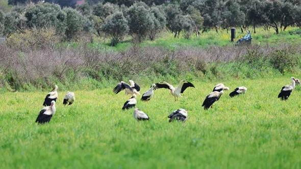 Göç yolculuğunda leyleklerin görsel şöleni
