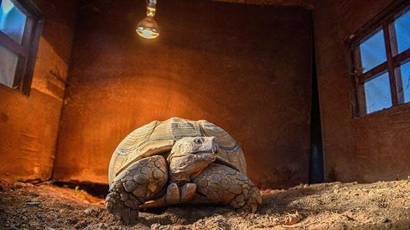 Doğal Yaşam Parkı'nın en yaşlı üyesine 'arkadaş' aranıyor
