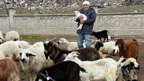 Kayseri’de yabani hayvanların saldırısına uğrayan 11 keçi öldü