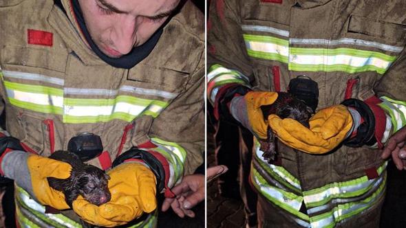 İtfaiye, yangında mahsur kalan yavru köpekleri kurtarmak için seferber oldu