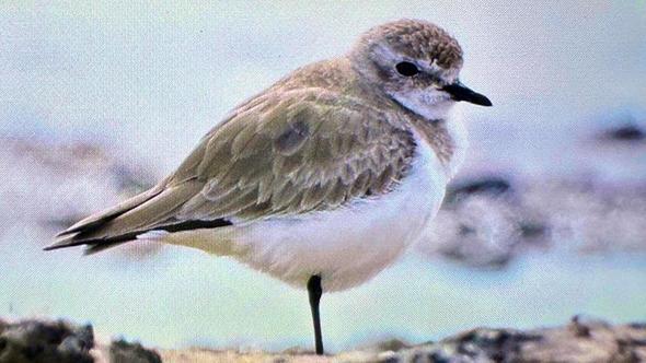 Antalya'da renkli bahar göçü; 3 günde 103 tür