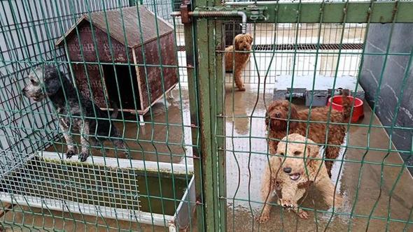 Edirne'de operasyonla 88 köpek kurtarıldı