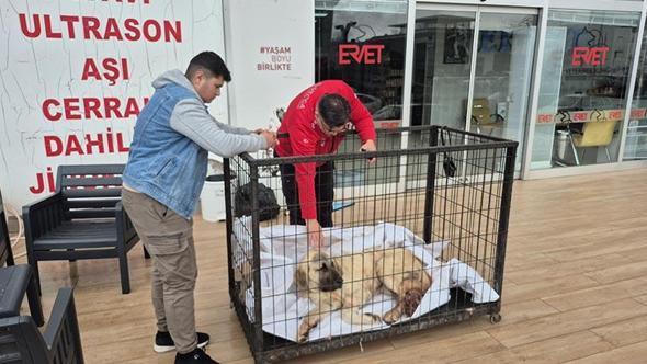 Kayıp köpeğini vurulmuş olarak buldu; şüpheli tutuklandı