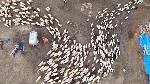 Kuzular anneleri ile buluştu, o anlar dron kamerasıyla görüntülendi