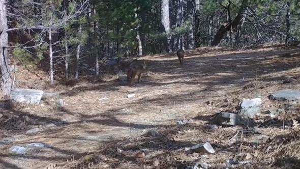 Ormanda dolaşan çakallar fotokapanla görüntülendi