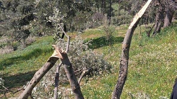 Aydın'da 700 incir ve zeytin ağacı kesildi