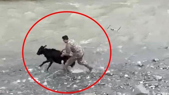 Sahibinden kaçan buzağıyı polis memuru yakaladı; o anlar kamerada