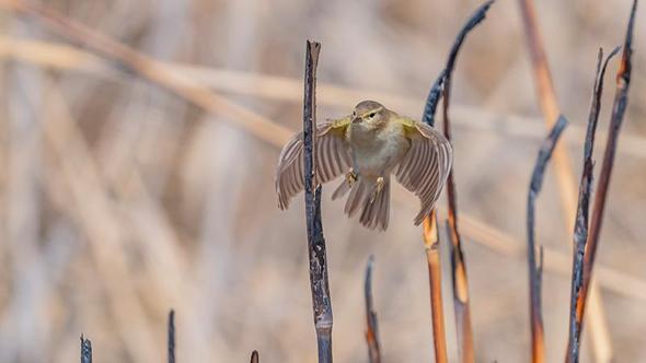 İskandinav yarımadasından göçen çıvgın kuşu, Diyarbakır’da görüntülendi