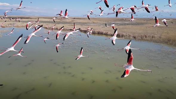 Kayseri’de flamingoların görsel şöleni dron kamerasında