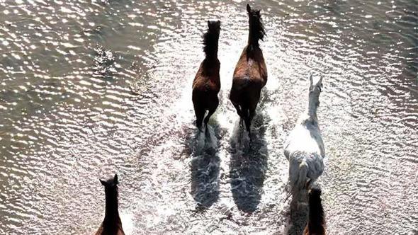 Kızılırmak Deltası’nda yılkı atları dronla görüntülendi