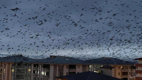 Ardahan’da, binlerce karga gökyüzünü kapladı