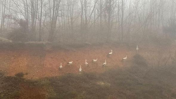 Göç yolundaki leylekler, yoğun sis nedeniyle Kırklareli'nde kara yolu kenarına indi