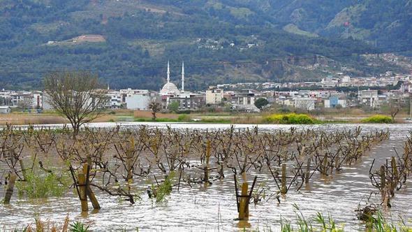 İkinci kez sular altında kalan Gediz Ovası'ndaki bağlarda kök çürümesi tehlikesi