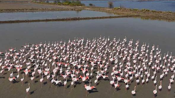 Aydın'da flamingolar için yemleme çalışması