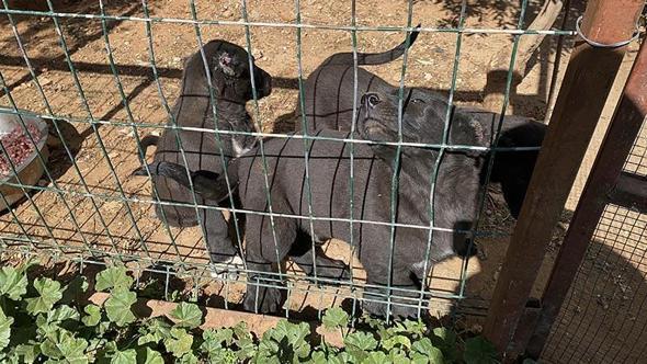 Yavru köpeklerin kulaklarını kesip satan üreticiye 327 bin TL para cezası